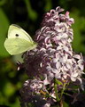 یاس خوشه ای